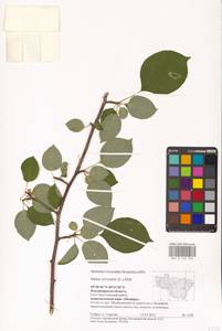 Яблоня лесная Mill., Восточная Европа, Центральный район (E4) (Россия)