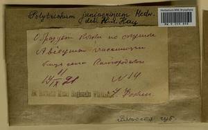 Polytrichum juniperinum Hedw., Гербарий мохообразных, Мхи - Пермский край, Удмуртия, Свердловская и Кировская области (B8) (Россия)