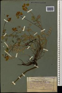 Coronilla orientalis Mill., Кавказ, Грузия (K4) (Грузия)