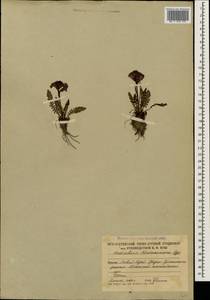 Мытник Нордманна Bunge, Кавказ, Южная Осетия (K4b) (Южная Осетия)