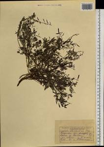 Хохлатка сибирская (L. fil.) Pers., Сибирь, Прибайкалье и Забайкалье (S4) (Россия)
