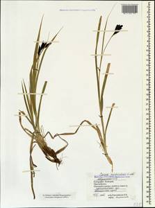 Carex aterrima subsp. medwedewii (Leskov) T.V.Egorova, Кавказ, Ставропольский край, Карачаево-Черкесия, Кабардино-Балкария (K1b) (Россия)