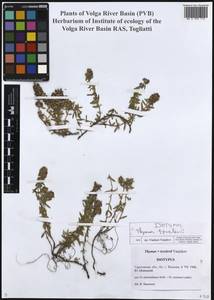 Thymus tzvelevii Vasjukov, Восточная Европа, Нижневолжский район (E9) (Россия)