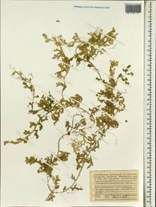 Selaginella fissidentoides (Hook. & Grev.) Spring, Африка (AFR) (Сейшельские острова)