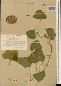 Дыня полевая Naudin, Кавказ, Азербайджан (K6) (Азербайджан)