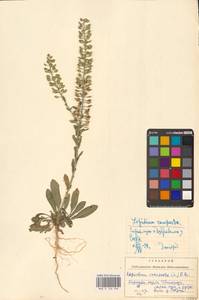 Клоповник полевой, Кресс полевой (L.) W.T.Aiton, Восточная Европа, Западно-Украинский район (E13) (Украина)