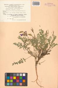 Остролодочник выставляющийся Jurtzev, Сибирь, Чукотка и Камчатка (S7) (Россия)