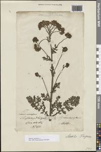 Якобея обыкновенная, Восточная Европа, Литва (E2a) (Литва)