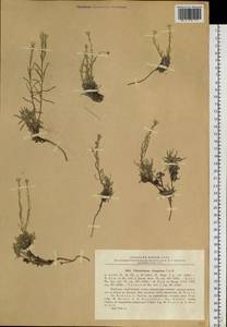 Stevenia tenuifolia (Steph. ex Willd.) D.A.German, Сибирь, Прибайкалье и Забайкалье (S4) (Россия)