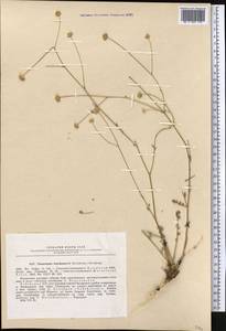 Tanacetopsis botschantzevii (S. Kovalevsk.) S.Kovalevsk., Средняя Азия и Казахстан, Памир и Памиро-Алай (M2) (Узбекистан)