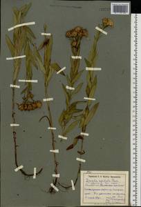 Pentanema salicinum subsp. asperum (Poir.) Mosyakin, Восточная Европа, Южно-Украинский район (E12) (Украина)
