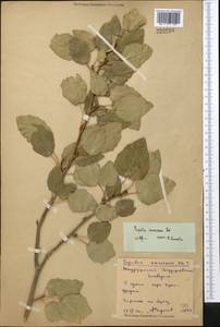 Populus ×canescens (Aiton) Sm., Средняя Азия и Казахстан, Северный и Центральный Казахстан (M10) (Казахстан)