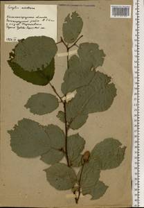 Орешник обыкновенный, Лещина обыкновенная L., Восточная Европа, Северо-Западный район (E2) (Россия)