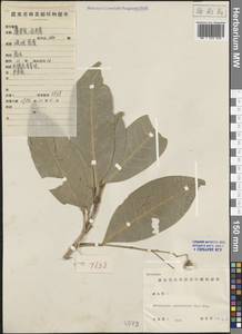 Acronychia pedunculata (L.) Miq., Зарубежная Азия (ASIA) (КНР)