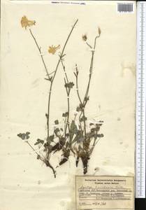 Aquilegia vicaria subsp. tianschanica (Butkov) Kamelin, Средняя Азия и Казахстан, Западный Тянь-Шань и Каратау (M3) (Киргизия)