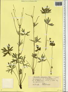 Ranunculus polyanthemos subsp. meyerianus (Rupr.) Elenevsky & Derv.-Sokol., Восточная Европа, Нижневолжский район (E9) (Россия)