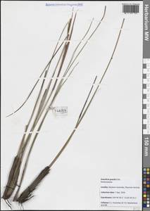 Anarthria gracilis R.Br., Австралия и Океания (AUSTR) (Австралия)