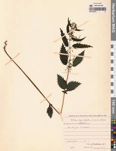 Urtica dioica var. holosericea Fr., Сибирь, Чукотка и Камчатка (S7) (Россия)