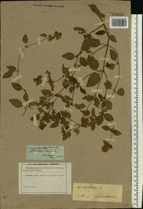 Mentha × verticillata L., Восточная Европа, Нижневолжский район (E9) (Россия)