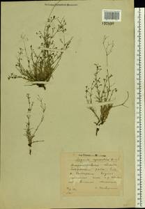 Cynanchica pyrenaica subsp. cynanchica (L.) P.Caputo & Del Guacchio, Восточная Европа, Южно-Украинский район (E12) (Украина)