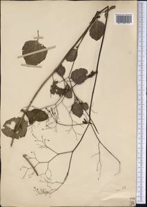 Talinum paniculatum (Jacq.) Gaertn., Америка (AMER) (Колумбия)
