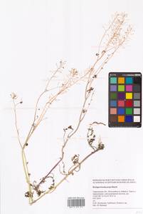 Жерушник короткоплодный (C.A.Mey.) Hayek, Восточная Европа, Нижневолжский район (E9) (Россия)