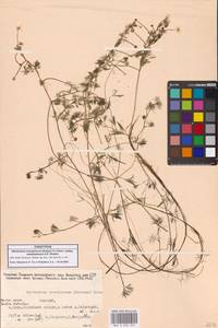 Ranunculus mongolicus (Krylov) Serg., Сибирь, Якутия (S5) (Россия)