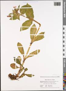 Silene dioica subsp. dioica, Восточная Европа, Северный район (E1) (Россия)