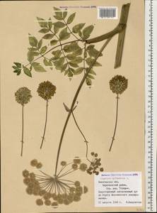 Дудник лесной L., Восточная Европа, Северный район (E1) (Россия)