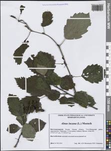 Ольха серая (L.) Moench, Сибирь, Западная Сибирь (S1) (Россия)