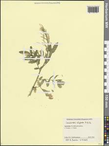 Cardamine × uliginosa M.Bieb., Кавказ, Армения (K5) (Армения)