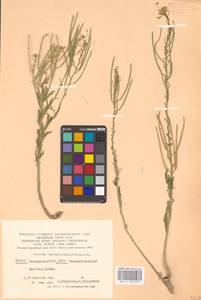 Клаусия солнцепечная (Stephan ex Willd.) Korn.-Trotzky, Восточная Европа, Восточный район (E10) (Россия)