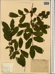 Lonicera caucasica subsp. orientalis (Lam.) D. F. Chamb. & Long, Кавказ, Грузия (K4) (Грузия)