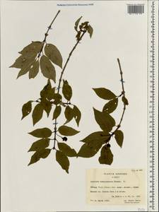 Lonicera webbiana subsp. webbiana, Зарубежная Азия (ASIA) (КНР)