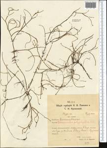 Лютик многолистный Waldst. & Kit. ex Willd., Средняя Азия и Казахстан, Северный и Центральный Казахстан (M10) (Казахстан)