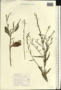 Хондрилла сероватая Kar. & Kir., Восточная Европа, Нижневолжский район (E9) (Россия)