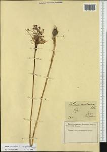 Allium carinatum subsp. pulchellum (G.Don) Bonnier & Layens, Западная Европа (EUR) (Неизвестно)