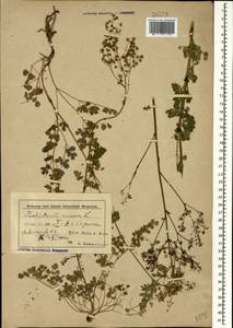 Bасилисник малый L., Кавказ, Азербайджан (K6) (Азербайджан)