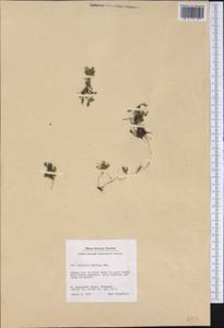 Arenaria humifusa Wahlenb. ex Nordhagen, Америка (AMER) (Гренландия)
