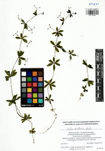 Подмаренник трехцветковый Michx., Сибирь, Прибайкалье и Забайкалье (S4) (Россия)