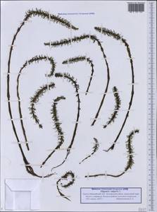 Хвостник обыкновенный, Водяная сосенка L., Сибирь, Западная Сибирь (S1) (Россия)