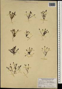 Gentianella pygmaea (Regel & Schmalh.) H. Smith apud S. Nilsson, Зарубежная Азия (ASIA) (Индия)