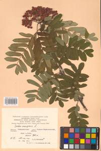 Рябина обыкновенная L., Восточная Европа, Западно-Украинский район (E13) (Украина)