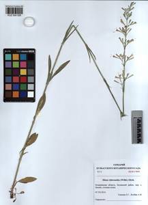 KUZ 004 026, Смолевка зеленоцветковая (Willd.) Ehrh., Сибирь, Алтай и Саяны (S2) (Россия)