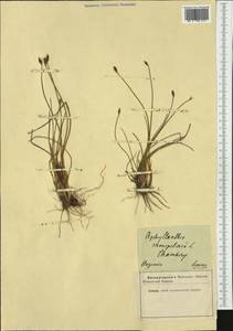 Aphyllanthes monspeliensis L., Западная Европа (EUR) (Неизвестно)