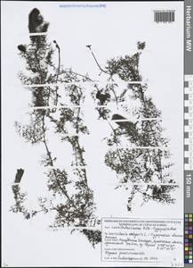 Пузырчатка обыкновенная L., Восточная Европа, Белоруссия (E3a) (Белоруссия)