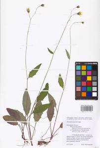 Hieracium lachenalii subsp. deductum (Sudre) Greuter, Восточная Европа, Центральный район (E4) (Россия)