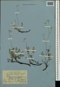 Бедренец известколюбивый Vill., Крым (KRYM) (Россия)