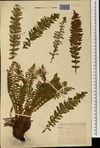 Щитовник пахучий (L.) Schott, Монголия (MONG) (Монголия)