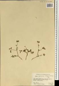 Elwendia cylindrica (Boiss. & Hausskn.) Pimenov & Kljuykov, Зарубежная Азия (ASIA) (Афганистан)